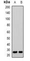 CD53 Molecule antibody, orb382619, Biorbyt, Western Blot image 