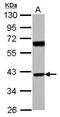 Sorting Nexin 7 antibody, PA5-30623, Invitrogen Antibodies, Western Blot image 