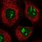 G-Patch Domain Containing 4 antibody, NBP1-85131, Novus Biologicals, Immunofluorescence image 