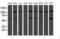 Histidyl-TRNA Synthetase 2, Mitochondrial antibody, NBP2-01425, Novus Biologicals, Western Blot image 