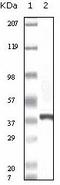 Calcyclin-binding protein antibody, AM06112PU-N, Origene, Western Blot image 