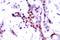 Signal Transducer And Activator Of Transcription 1 antibody, LS-C177953, Lifespan Biosciences, Immunohistochemistry frozen image 