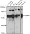 SERPINE1 MRNA Binding Protein 1 antibody, 15-768, ProSci, Western Blot image 