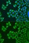 Synaptotagmin 4 antibody, GTX32906, GeneTex, Immunofluorescence image 