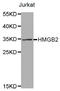 High Mobility Group Box 2 antibody, LS-C335217, Lifespan Biosciences, Western Blot image 