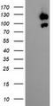 Ubiquitin Specific Peptidase 10 antibody, TA504007, Origene, Western Blot image 