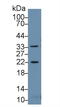 Heat shock protein beta-2 antibody, LS-C708572, Lifespan Biosciences, Western Blot image 