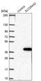 Solute Carrier Family 25 Member 42 antibody, PA5-61975, Invitrogen Antibodies, Western Blot image 