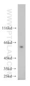 Nucleosome Assembly Protein 1 Like 1 antibody, 14898-1-AP, Proteintech Group, Western Blot image 