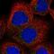 SEC23-interacting protein antibody, NBP1-82456, Novus Biologicals, Immunofluorescence image 