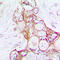 Laminin Subunit Alpha 5 antibody, LS-C352437, Lifespan Biosciences, Immunohistochemistry paraffin image 
