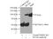 DNA replication licensing factor MCM4 antibody, 13043-1-AP, Proteintech Group, Immunoprecipitation image 