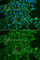 Ubiquitin C-Terminal Hydrolase L5 antibody, A7978, ABclonal Technology, Immunofluorescence image 