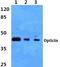 Opticin antibody, A09717, Boster Biological Technology, Western Blot image 