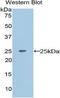 Matrix Extracellular Phosphoglycoprotein antibody, LS-C295290, Lifespan Biosciences, Western Blot image 