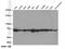 HSP70 antibody, 10995-1-AP, Proteintech Group, Western Blot image 