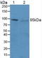 PR domain zinc finger protein 1 antibody, LS-C714562, Lifespan Biosciences, Western Blot image 