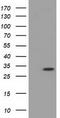 Myo-Inositol Oxygenase antibody, TA501423, Origene, Western Blot image 