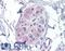 Protein Kinase AMP-Activated Non-Catalytic Subunit Beta 2 antibody, LS-B3825, Lifespan Biosciences, Immunohistochemistry frozen image 