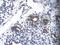 Ribosomal Protein S16 antibody, A05230, Boster Biological Technology, Immunohistochemistry frozen image 