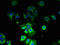 Cap Methyltransferase 2 antibody, LS-C378071, Lifespan Biosciences, Immunofluorescence image 