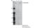 Histone-lysine N-methyltransferase SETD1B antibody, 44922S, Cell Signaling Technology, Immunoprecipitation image 