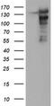 ATP/GTP Binding Protein 1 antibody, M06334, Boster Biological Technology, Western Blot image 