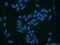 Canopy FGF Signaling Regulator 4 antibody, 22086-1-AP, Proteintech Group, Immunofluorescence image 