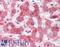 Protein Kinase C Substrate 80K-H antibody, LS-B11487, Lifespan Biosciences, Immunohistochemistry frozen image 