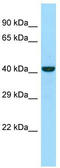 NFKB Activating Protein antibody, TA331340, Origene, Western Blot image 