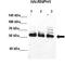 Heterogeneous nuclear ribonucleoprotein H antibody, TA344321, Origene, Western Blot image 