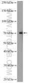 DM1 Locus, WD Repeat Containing antibody, 16070-1-AP, Proteintech Group, Western Blot image 