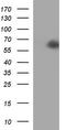 Scavenger Receptor Class B Member 1 antibody, CF507188, Origene, Western Blot image 