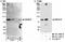 THAP Domain Containing 12 antibody, NB100-1555, Novus Biologicals, Western Blot image 
