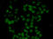 Fibroblast Growth Factor 14 antibody, LS-C334814, Lifespan Biosciences, Immunofluorescence image 