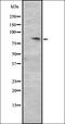 Cyclin T2 antibody, orb335119, Biorbyt, Western Blot image 