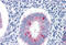 Trefoil Factor 3 antibody, MBS245755, MyBioSource, Immunohistochemistry frozen image 