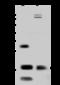 OCIA Domain Containing 2 antibody, 203626-T46, Sino Biological, Western Blot image 