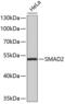 SMAD2 antibody, 13-173, ProSci, Western Blot image 