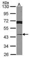 von Willebrand factor A domain-containing protein 5A antibody, PA5-30082, Invitrogen Antibodies, Western Blot image 