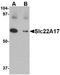 Solute carrier family 22 member 17 antibody, TA306595, Origene, Western Blot image 