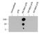 Histone Cluster 2 H3 Family Member D antibody, NB21-1037, Novus Biologicals, Dot Blot image 