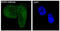 NADPH Oxidase 4 antibody, M00403, Boster Biological Technology, Immunofluorescence image 