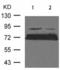 Opioid Receptor Mu 1 antibody, TA321234, Origene, Western Blot image 