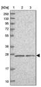 GINS Complex Subunit 3 antibody, PA5-59484, Invitrogen Antibodies, Western Blot image 