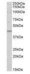 JunD Proto-Oncogene, AP-1 Transcription Factor Subunit antibody, orb176721, Biorbyt, Western Blot image 