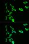 Adenylate Kinase 1 antibody, orb49121, Biorbyt, Immunofluorescence image 