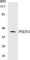 Presenilin 1 antibody, EKC1487, Boster Biological Technology, Western Blot image 