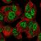 FOXO3A antibody, HPA063104, Atlas Antibodies, Immunofluorescence image 