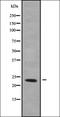 RERG antibody, orb338607, Biorbyt, Western Blot image 